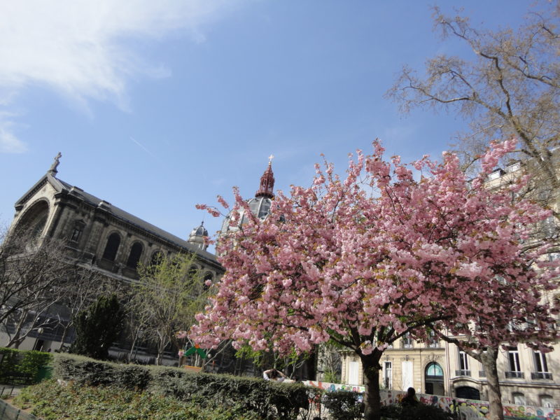 サントーギュスタン教会近くの桜の木